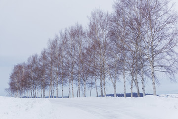 Fototapeta premium Biei in winter, Hokkaido, Japan