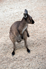 kangaroo-island kangaroo