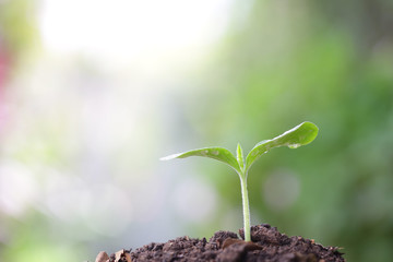 Young green plant growing in the morning
