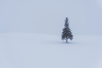 Christmas tree in Biei, Hokkaido, Japan