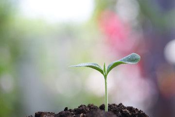 Young green plant growing in the morning