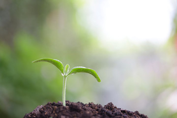 Young green plant growing