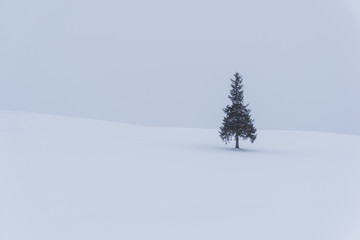 Fototapeta na wymiar Christmas tree in Biei, Hokkaido, Japan