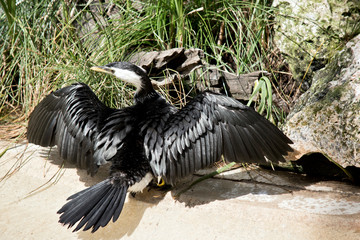 pied cormorant