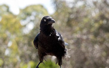 Australian raven