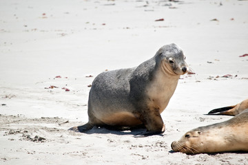 Naklejka premium sea-lion on the beach
