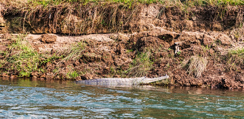Crocodile spotted during river boat ride in Chitwan National Park