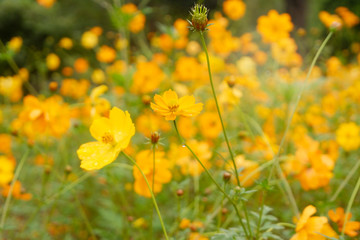 blossoming beautiful  Yellow Cosmos in garden.