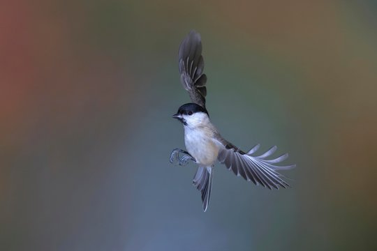 Marsh tit (Parus palustris) in flight, North Rhine-Westphalia, Germany, Europe