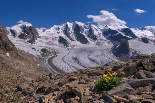 Clusius Leopards Bane (Doronicum clusii), blooming in boulders, behind Pers Glacier, Piz Palu, Bellavista, Diavolezza, Eastern Alps, Engadin, Switzerland, Europe