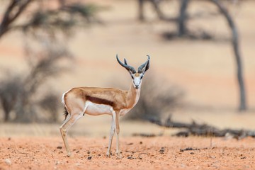 Springbok (Antidorcas marsupialis), Zebra River Lodge, Hardap District, Namibia, Africa