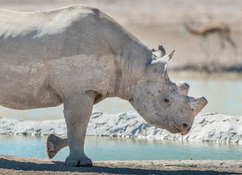 Black rhinoceros (Diceros bicornis), adult male at waterhole, with sawn off horns for protection against poachers, Etosha National Park, Namibia, Africa