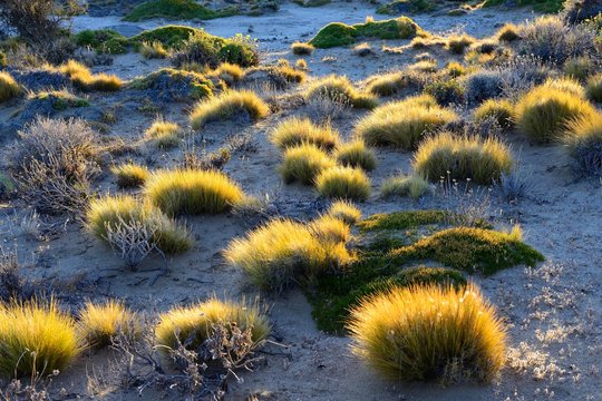 Grass tufts backlit, Bosque Petrificado Jose Ormachea, Sarmiento, Chubut, Argentina, South America