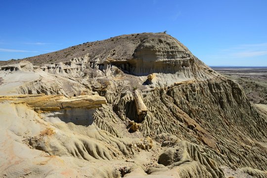 Petrified tree trunks exposed by erosion in the Petrified Forest, Bosque Petrificado Jose Ormachea, Sarmiento, Chubut, Argentina, South America