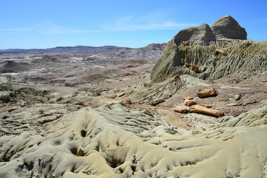 Petrified tree trunks exposed by erosion in the Petrified Forest, Bosque Petrificado Jose Ormachea, Sarmiento, Chubut, Argentina, South America