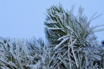 ice crystals on needles of a pine tree