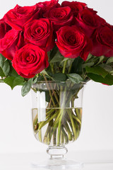 Bouquet of beautiful red roses on white isolated background in glass vase for Valentines day 14 February or International women day 8 March, love romance wedding anniversary celebration, copy space 