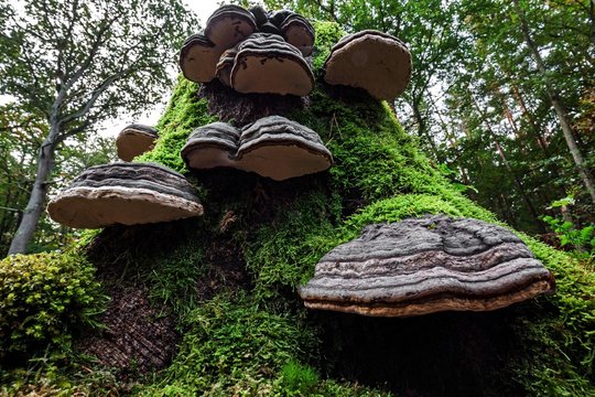 Tinder Funguses (Fomes fomentarius) grow on a dead, mossy tree stump, Darss Forest, Fischland-Darss-Zingst, Western Pomerania Lagoon Area National Park, Mecklenburg-Western Pomerania, Germany, Europe