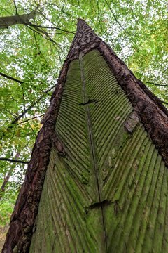 Pine (Pinus) with resin extraction until 1990, Darss Forest, Darss, Fischland-Darss-Zingst, Western Pomerania Lagoon Area National Park, Mecklenburg-Western Pomerania, Germany, Europe