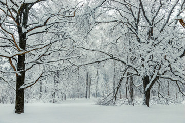 In the foreground is a large branchy tree covered with snow, a winter forest landscape