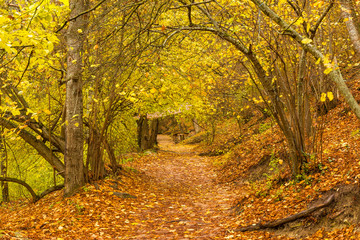 Trail in the autumn rainy park on a cloudy day