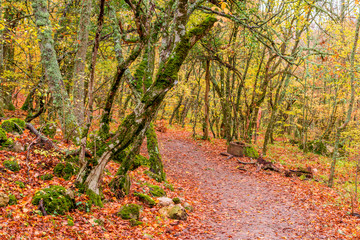 a path in the park, covered with fallen red leaves, a picturesque autumn landscape