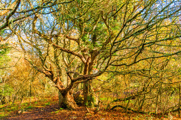 Fototapeta premium A large old tree in a park in autumn