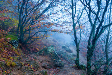 beautiful nature on a foggy day, autumn landscape in the mountains