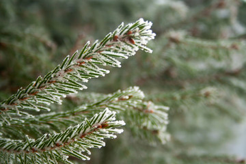 Frost spruce