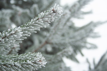 Frost spruce