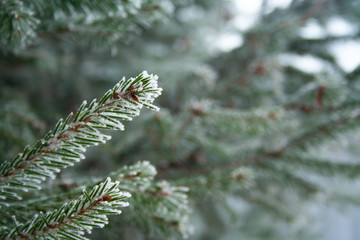 Frost spruce