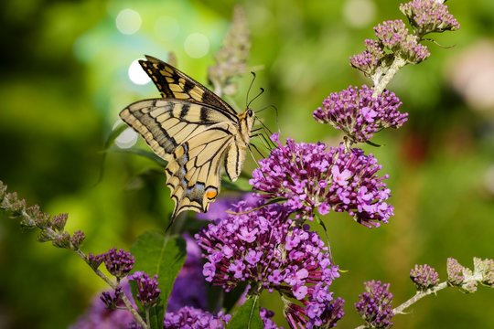 Swallowtail (Papilio machaon), on flowers of Buddleja davidii (Buddleja davidii), Germany, Europe