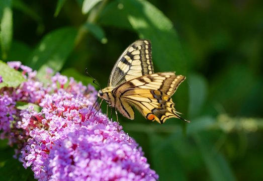 Swallowtail (Papilio machaon), on flowers of Buddleja davidii (Buddleja davidii), Germany, Europe