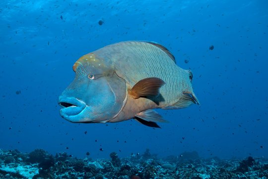 Humphead Wrasse (Cheilinus undulatus) floats over coral reef, Pacific Ocean, Rangiroa, society islands, Leeward Islands, French Polynesia, Oceania