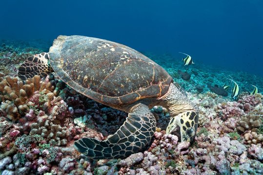 Green turtle (Chelonia mydas) eats Pocillopora verrucosa (Pocillopora verrucosa), coral reef, Pacific Ocean, Rangiroa, society islands, Leeward Islands, French Polynesia, Oceania