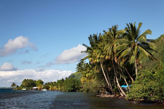 Coast with dense vegetation near Taurita, Tahiti Iti, society islands, Windward Islands, French Polynesia, Oceania