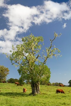 Cattle on pasture, tree with tree moss, Plateau de Taravao, Tahiti Iti, society islands, Windward Islands, French Polynesia, Oceania