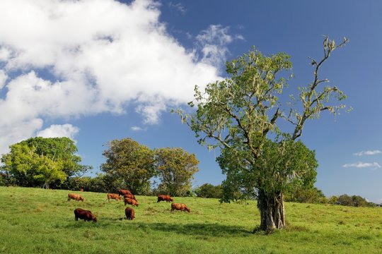 Cattle on pasture, trees with tree moss, Plateau de Taravao, Tahiti Iti, Society islands, Islands under the wind, French Polynesia, Oceania