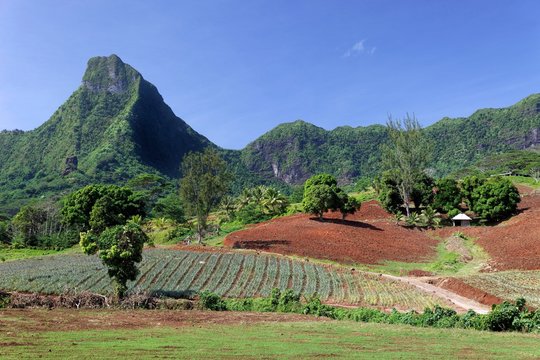 Agricultural land, arable land, cultivation, in the mountainous highlands, Moorea, society islands, Windward Islands, French Polynesia, Oceania