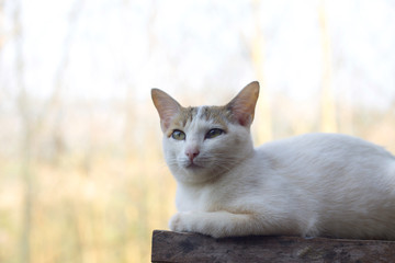 Obraz premium Close up of cute cat