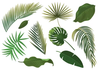 Zelfklevend Fotobehang Monstera Tropische Plant Blad Set. Realistische palmbladeren.