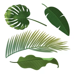 Foto op Aluminium Monstera Tropical Plant Leaf Set. Realistic palm leaves.