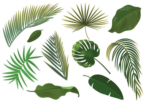 Tropical Plant Leaf Set. Realistic palm leaves.