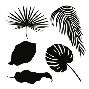 Set of palm leaves silhouettes isolated on white background. Vector EPS10