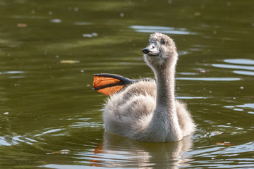 jeune cygne