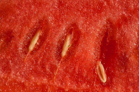 Querschnitt durch eine Wassermelone