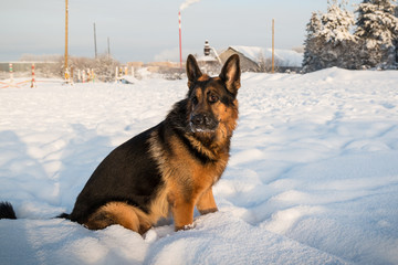 Dog German Shepherd in a winter day