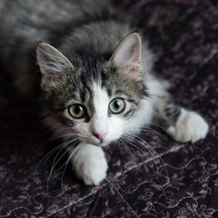 Grey cat with white breast