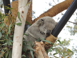 koala in a tree