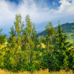 Slopes of mountains, coniferous trees and clouds in the evening sky. Picturesque and gorgeous scene. Location place Carpathian, Ukraine, Europe.